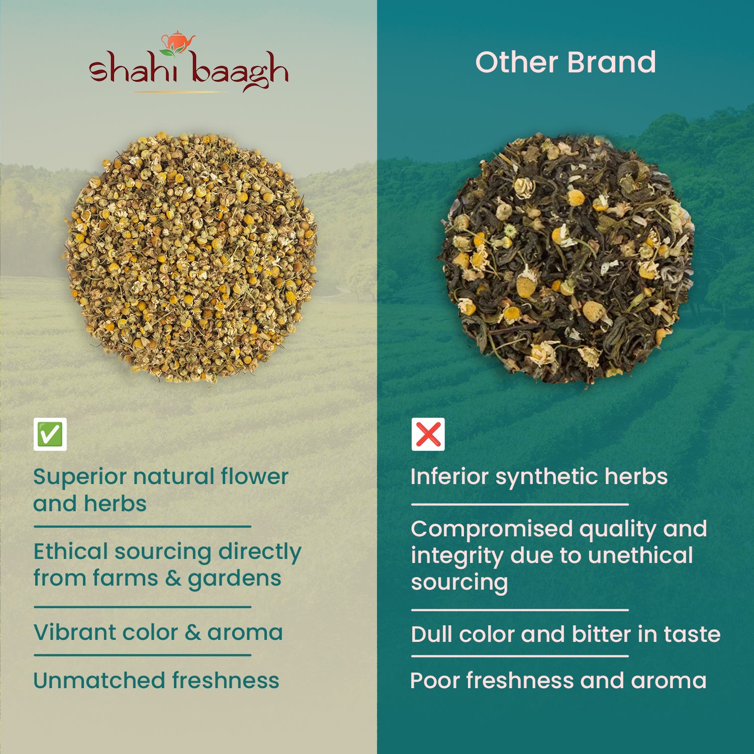 Chamomile Tea - Better Sleep & Immunity
